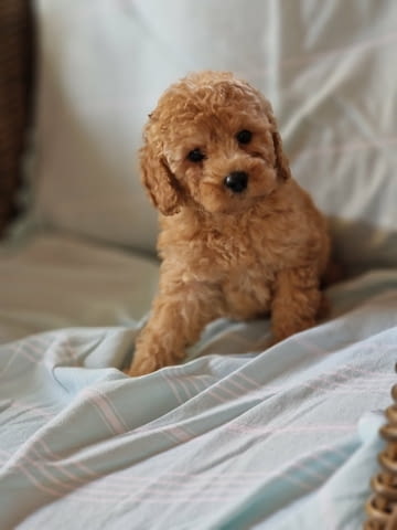 Mini poodles Mini Poodle, 2 Months - city of Izvun Bulgaria | Dogs - снимка 2