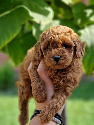 Mini poodles Mini Poodle, 2 Months - city of Izvun Bulgaria | Dogs - снимка 3