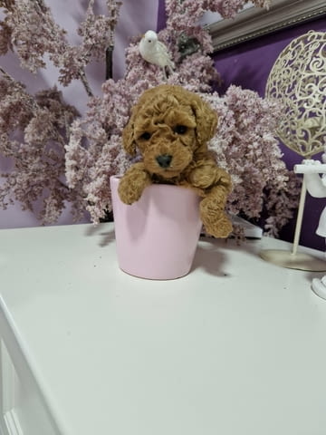 Mini poodles Mini Poodle, 2 Months - city of Izvun Bulgaria | Dogs - снимка 4