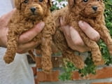 Mini poodles