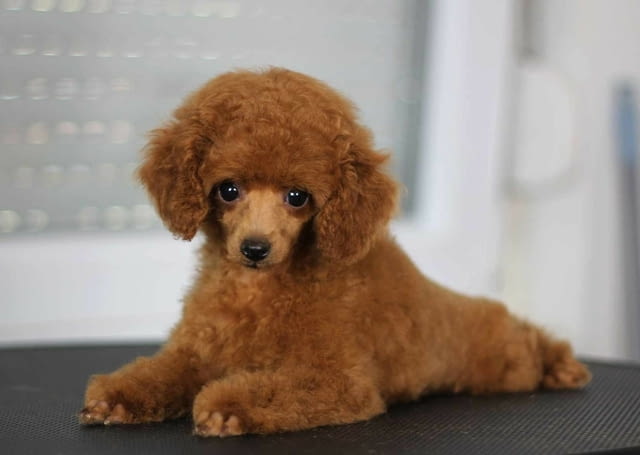 Мини пудел той пудел Toy Poodle, Vaccinated - Yes, Dewormed - Yes - city of Izvun Bulgaria | Dogs - снимка 1