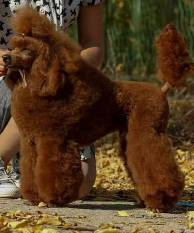 Мини пудел той пудел Toy Poodle, Vaccinated - Yes, Dewormed - Yes - city of Izvun Bulgaria | Dogs - снимка 2