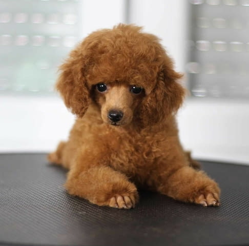 Мини пудел той пудел Toy Poodle, Vaccinated - Yes, Dewormed - Yes - city of Izvun Bulgaria | Dogs - снимка 3