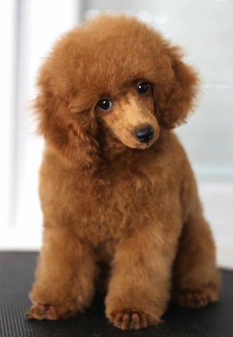 Мини пудел той пудел Toy Poodle, Vaccinated - Yes, Dewormed - Yes - city of Izvun Bulgaria | Dogs - снимка 4