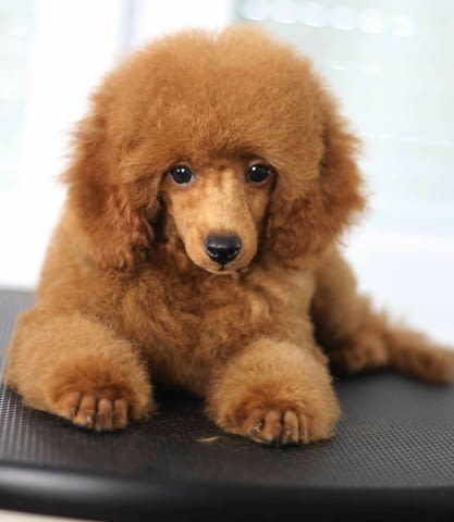 Мини пудел той пудел Toy Poodle, Vaccinated - Yes, Dewormed - Yes - city of Izvun Bulgaria | Dogs - снимка 5