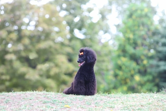 Мини пудел той пудел Toy Poodle, Vaccinated - Yes, Dewormed - Yes - city of Izvun Bulgaria | Dogs - снимка 3