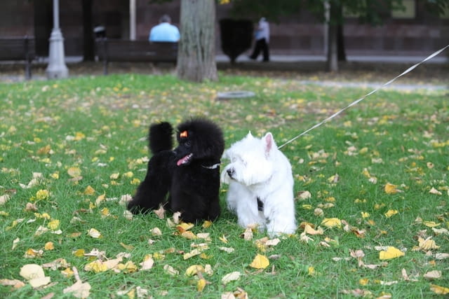 Мини пудел той пудел Toy Poodle, Vaccinated - Yes, Dewormed - Yes - city of Izvun Bulgaria | Dogs - снимка 4