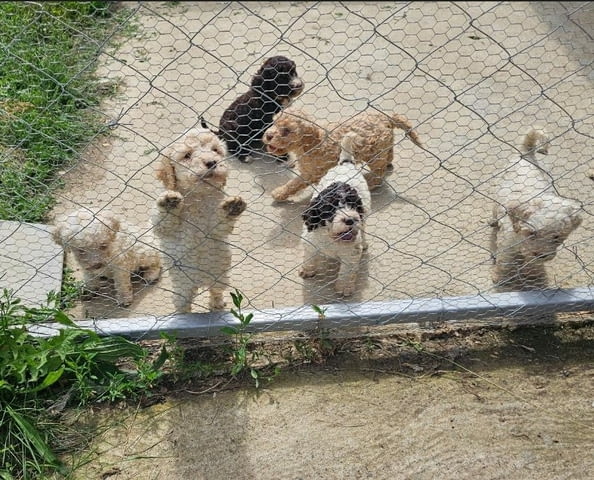 Puppies for sale - Lagoto Romagnolo Другa, 3 Months - city of Izvun Bulgaria | Dogs - снимка 2