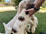 Puppies for sale - Lagoto Romagnolo