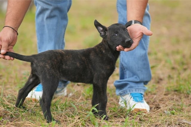 Холандска овчарка кученца Dutch Shepherd, Vaccinated - Yes, Dewormed - Yes - city of Izvun Bulgaria | Dogs - снимка 1