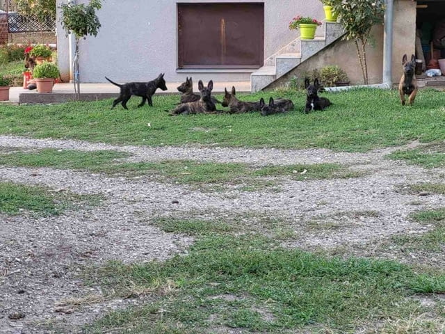 Холандска овчарка кученца Dutch Shepherd, Vaccinated - Yes, Dewormed - Yes - city of Izvun Bulgaria | Dogs - снимка 2