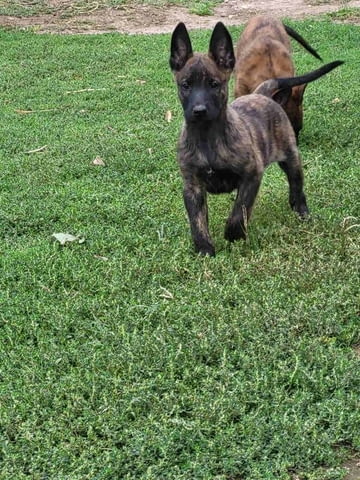 Холандска овчарка кученца Dutch Shepherd, Vaccinated - Yes, Dewormed - Yes - city of Izvun Bulgaria | Dogs - снимка 3