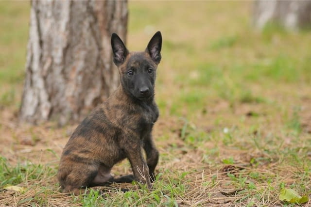 Холандска овчарка кученца Dutch Shepherd, Vaccinated - Yes, Dewormed - Yes - city of Izvun Bulgaria | Dogs - снимка 4