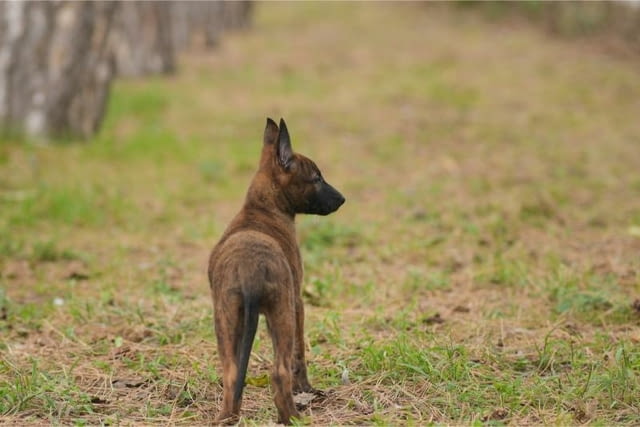 Холандска овчарка кученца Dutch Shepherd, Vaccinated - Yes, Dewormed - Yes - city of Izvun Bulgaria | Dogs - снимка 5