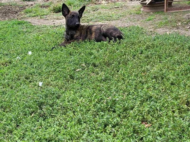 Холандска овчарка кученца Dutch Shepherd, Vaccinated - Yes, Dewormed - Yes - city of Izvun Bulgaria | Dogs - снимка 7