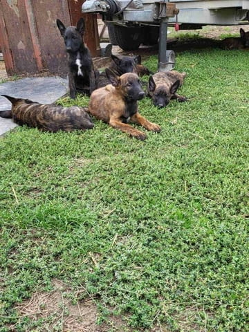 Холандска овчарка кученца Dutch Shepherd, Vaccinated - Yes, Dewormed - Yes - city of Izvun Bulgaria | Dogs - снимка 8