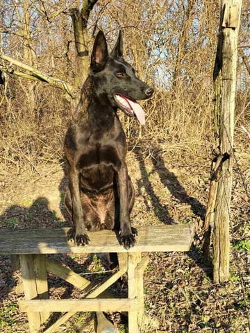 Холандска овчарка кученца Dutch Shepherd, Vaccinated - Yes, Dewormed - Yes - city of Izvun Bulgaria | Dogs - снимка 9