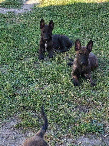 Холандска овчарка кученца Dutch Shepherd, Vaccinated - Yes, Dewormed - Yes - city of Izvun Bulgaria | Dogs - снимка 11