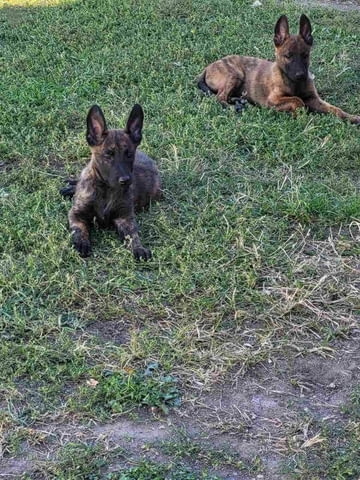 Холандска овчарка кученца Dutch Shepherd, Vaccinated - Yes, Dewormed - Yes - city of Izvun Bulgaria | Dogs - снимка 12