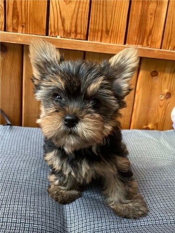 Мини йоркширски териери - момиченца и момченца Yorkshire Terrier, 2 Months, Vaccinated - Yes - city of Sеptеmvri | Dogs - снимка 3