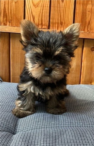 Мини йоркширски териери - момиченца и момченца Yorkshire Terrier, 2 Months, Vaccinated - Yes - city of Sеptеmvri | Dogs - снимка 4