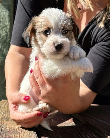 Jack russell terrier rough Jack Russell Terrier, 2 Months - city of Izvun Bulgaria | Dogs - снимка 1