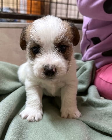 Jack russell terrier rough Jack Russell Terrier, 2 Months - city of Izvun Bulgaria | Dogs - снимка 2