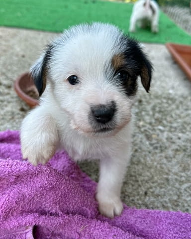 Jack russell terrier rough Jack Russell Terrier, 2 Months - city of Izvun Bulgaria | Dogs - снимка 3