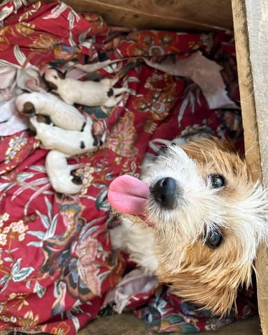 Jack russell terrier rough Jack Russell Terrier, 2 Months - city of Izvun Bulgaria | Dogs - снимка 5