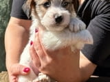 Jack russell terrier rough