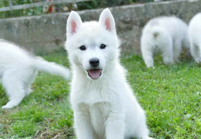 Сибирско хъски кученца Siberian Husky, Vaccinated - Yes, Dewormed - Yes - city of Izvun Bulgaria | Dogs - снимка 1