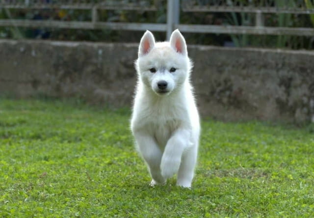 Сибирско хъски кученца Siberian Husky, Vaccinated - Yes, Dewormed - Yes - city of Izvun Bulgaria | Dogs - снимка 4