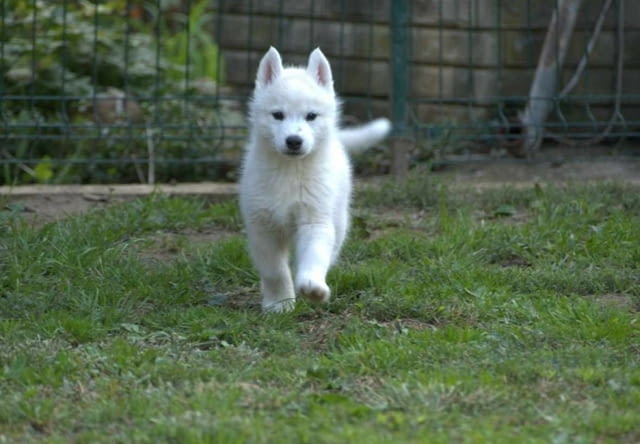 Сибирско хъски кученца Siberian Husky, Vaccinated - Yes, Dewormed - Yes - city of Izvun Bulgaria | Dogs - снимка 5