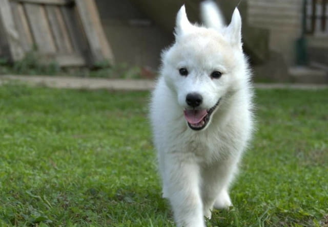 Сибирско хъски кученца Siberian Husky, Vaccinated - Yes, Dewormed - Yes - city of Izvun Bulgaria | Dogs - снимка 7