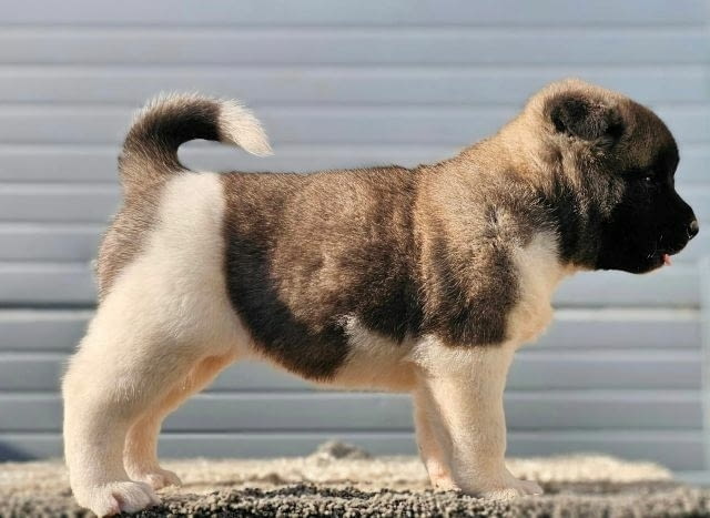 Американска акита, кученца Akita, Vaccinated - Yes - city of Sofia | Dogs - снимка 6