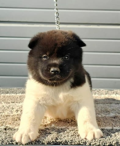 Американска акита, кученца Akita, Vaccinated - Yes - city of Sofia | Dogs - снимка 7