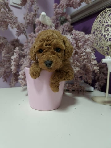 Premium Toy poodles Пудел той, 2 месеца - град Извън България | Кучета - снимка 4