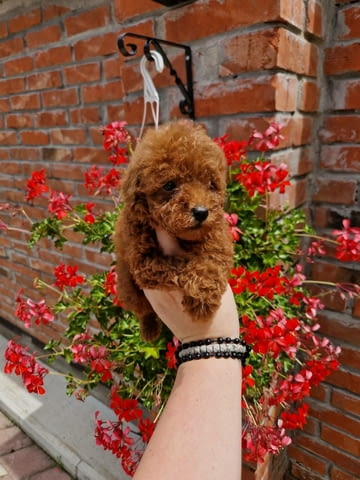 Toy red and apricot poodles Пудел той, 2 месеца - град Извън България | Кучета - снимка 1