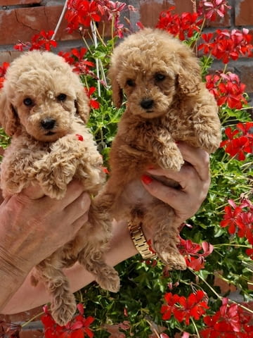 Toy red and apricot poodles Пудел той, 2 месеца - град Извън България | Кучета - снимка 2