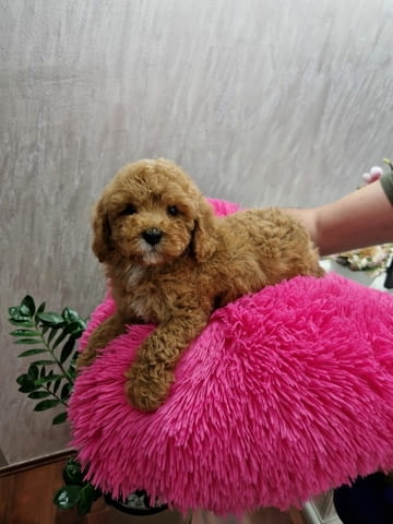 Toy red and apricot poodles Пудел той, 2 месеца - град Извън България | Кучета - снимка 3