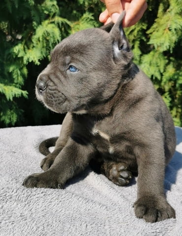 CANE CORSO puppies Канекорсо, 2 месеца - град Извън България | Кучета - снимка 1