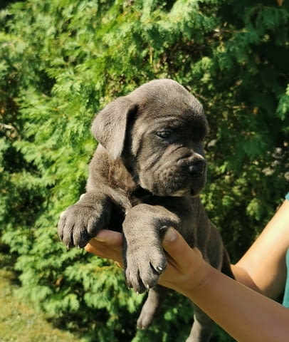 CANE CORSO puppies Канекорсо, 2 месеца - град Извън България | Кучета - снимка 2