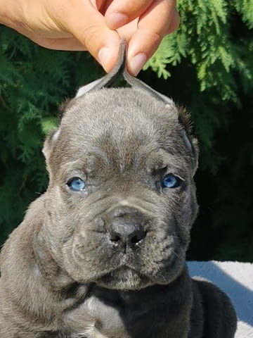 CANE CORSO puppies Канекорсо, 2 месеца - град Извън България | Кучета - снимка 3