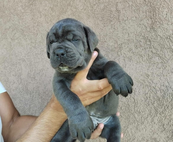 CANE CORSO puppies Канекорсо, 2 месеца - град Извън България | Кучета - снимка 4