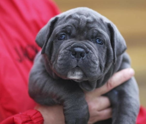 CANE CORSO puppies Канекорсо, 2 месеца - град Извън България | Кучета - снимка 5