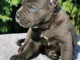 CANE CORSO puppies