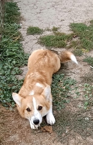 Male Welsh Corgi puppy Другa, 6 месеца - град Извън България | Кучета - снимка 1