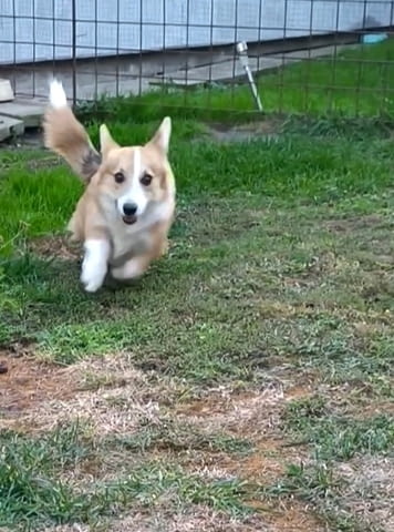 Male Welsh Corgi puppy Другa, 6 месеца - град Извън България | Кучета - снимка 2