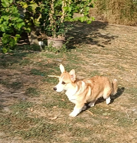 Male Welsh Corgi puppy Другa, 6 месеца - град Извън България | Кучета - снимка 3