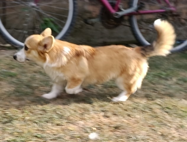 Male Welsh Corgi puppy Другa, 6 месеца - град Извън България | Кучета - снимка 4